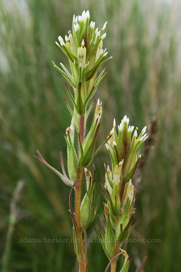 narrow-leaf owl's-clover/paintbrush (Castilleja attenuata (Orthocarpus attenuatus)) [Agate Desert Preserve, Jackson County, Oregon]