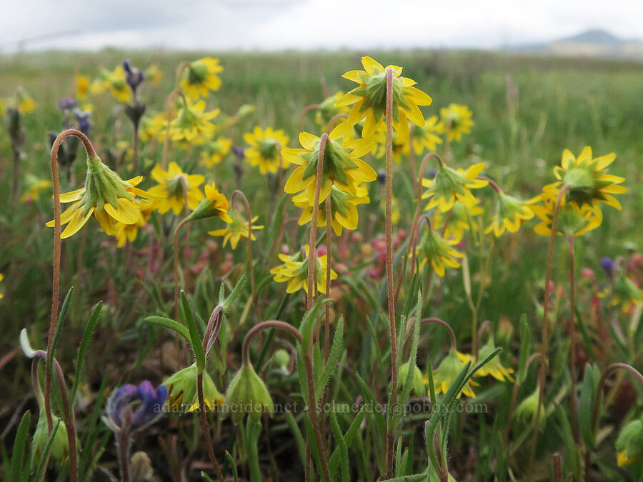 California gold-fields, from behind (Lasthenia californica) [Agate Desert Preserve, Jackson County, Oregon]