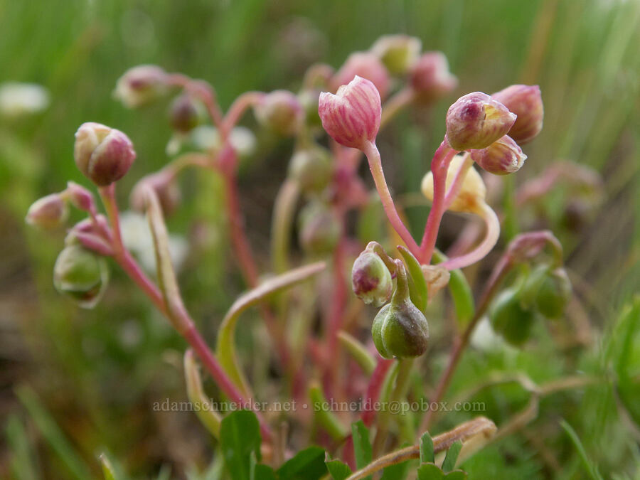 narrow-leaf montia (Montia linearis (Claytonia linearis)) [Agate Desert Preserve, Jackson County, Oregon]