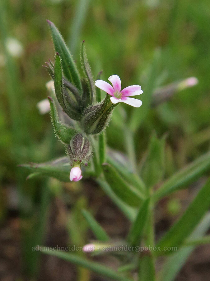 slender phlox (Microsteris gracilis (Phlox gracilis)) [Agate Desert Preserve, Jackson County, Oregon]