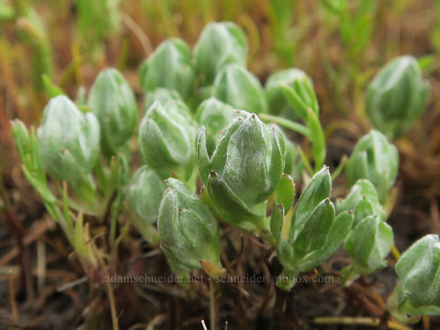 dwarf woolly-heads (Psilocarphus brevissimus) [Agate Desert Preserve, Jackson County, Oregon]