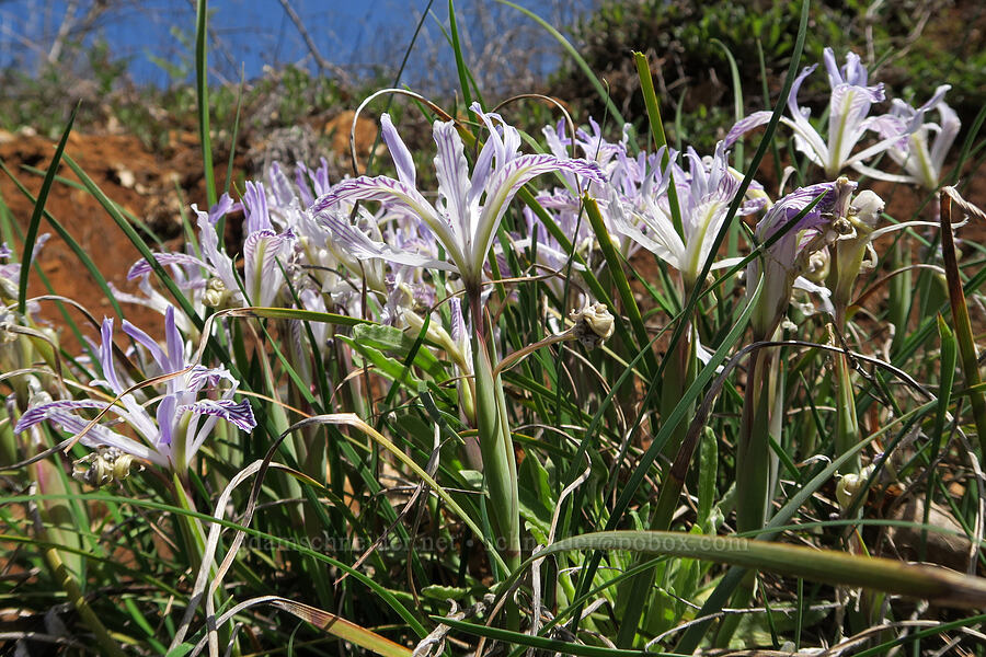 purplish yellow-leaf iris (Iris chrysophylla) [Illinois River Road, Rogue River-Siskiyou National Forest, Josephine County, Oregon]