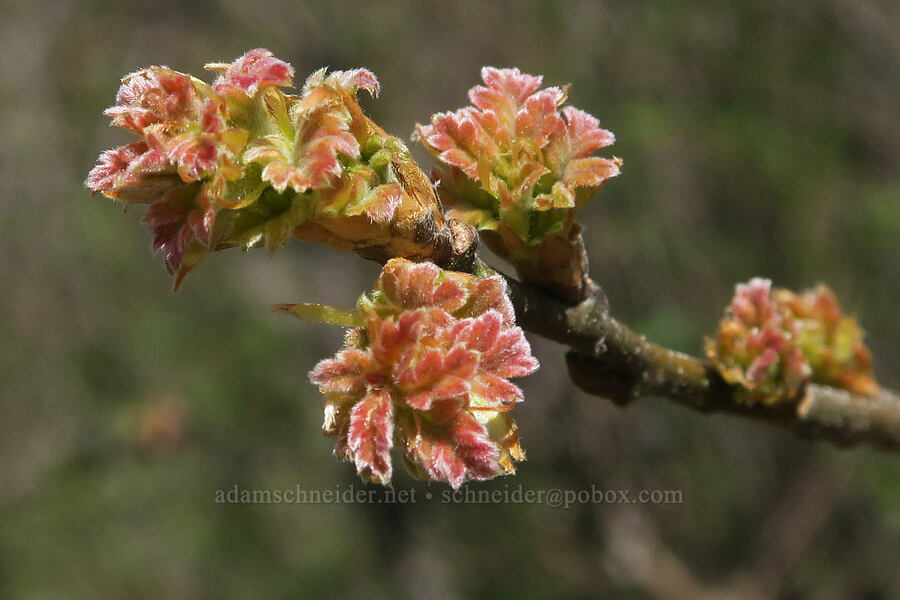 new oak leaves (Quercus sp.) [Illinois River Trail, Rogue River-Siskiyou National Forest, Josephine County, Oregon]