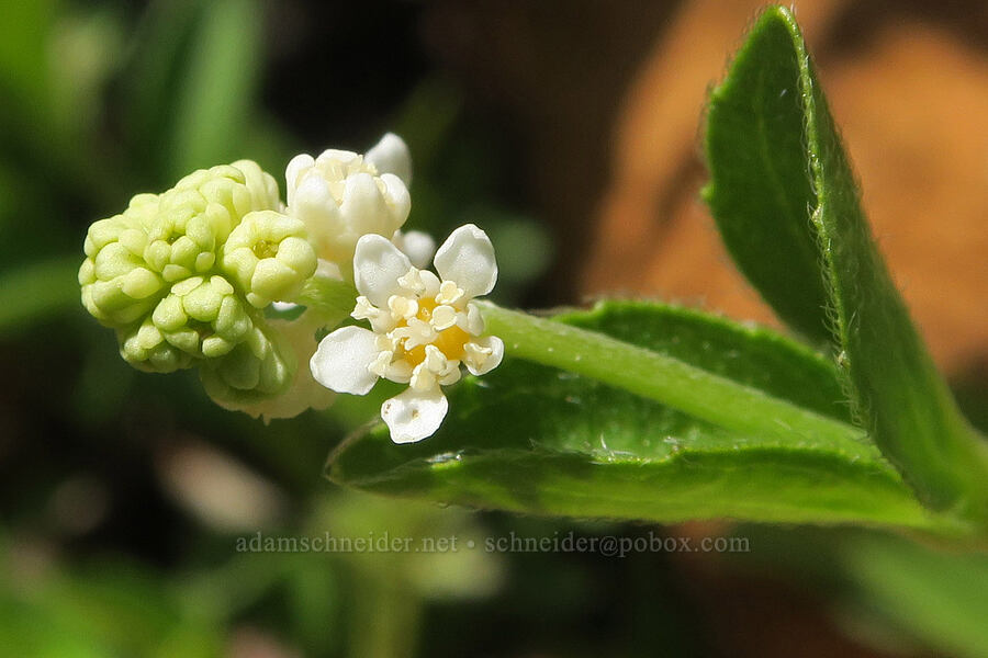 whipplea (modesty), budding & flowering (Whipplea modesta) [Illinois River Trail, Rogue River-Siskiyou National Forest, Josephine County, Oregon]
