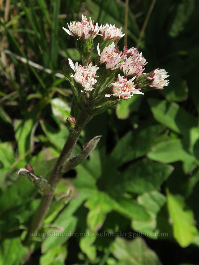 sweet colt's-foot (Petasites frigidus var. palmatus) [Illinois River Trail, Rogue River-Siskiyou National Forest, Josephine County, Oregon]
