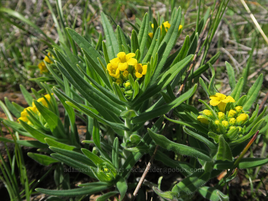 California puccoon (Lithospermum californicum) [Illinois River Trail, Rogue River-Siskiyou National Forest, Josephine County, Oregon]
