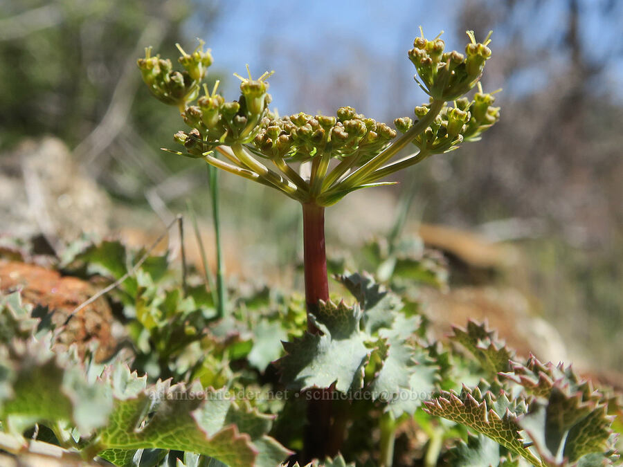 Howell's desert parsley, budding (Lomatium howellii) [Illinois River Trail, Rogue River-Siskiyou National Forest, Josephine County, Oregon]