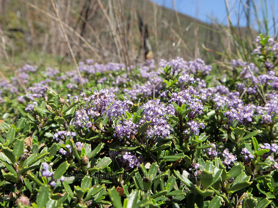 Siskiyou mat (Ceanothus pumilus) [Illinois River Trail, Rogue River-Siskiyou National Forest, Josephine County, Oregon]