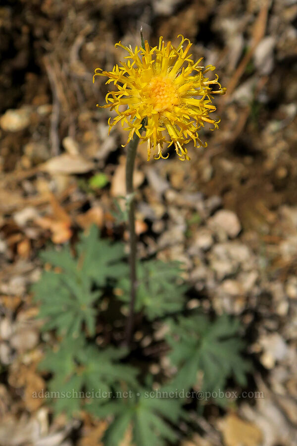 silver-crown luina (Cacaliopsis nardosmia (Cacalia nardosmia)) [Illinois River Trail, Rogue River-Siskiyou National Forest, Josephine County, Oregon]