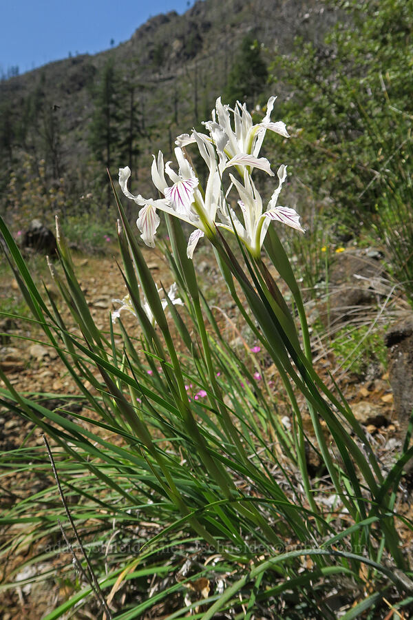 yellow-leaf iris (Iris chrysophylla) [Illinois River Trail, Rogue River-Siskiyou National Forest, Josephine County, Oregon]
