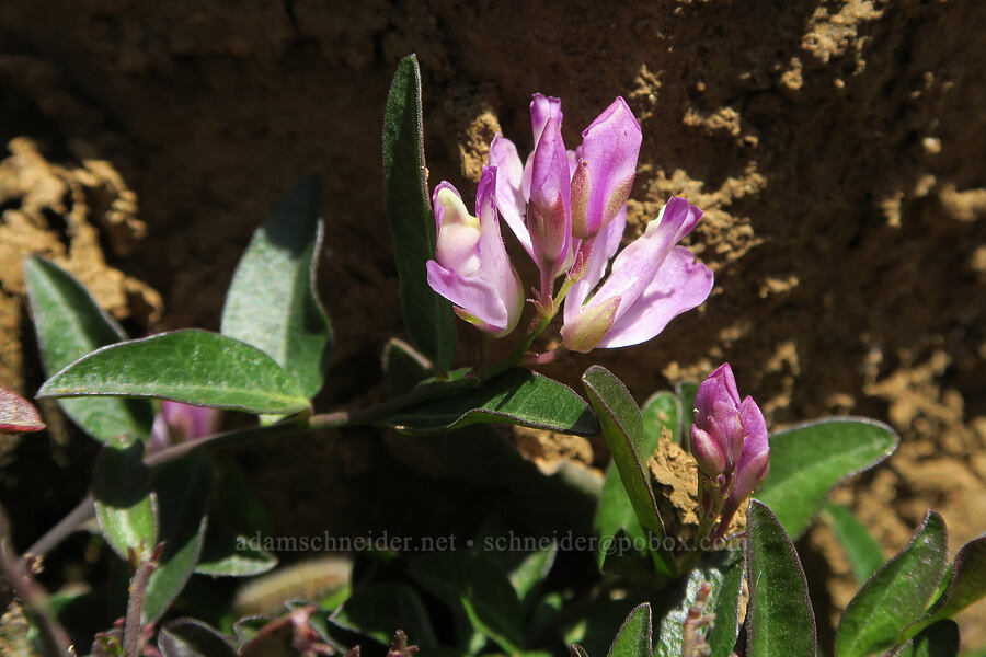 California milkwort (Polygala californica (Rhinotropis californica)) [Illinois River Trail, Rogue River-Siskiyou National Forest, Josephine County, Oregon]