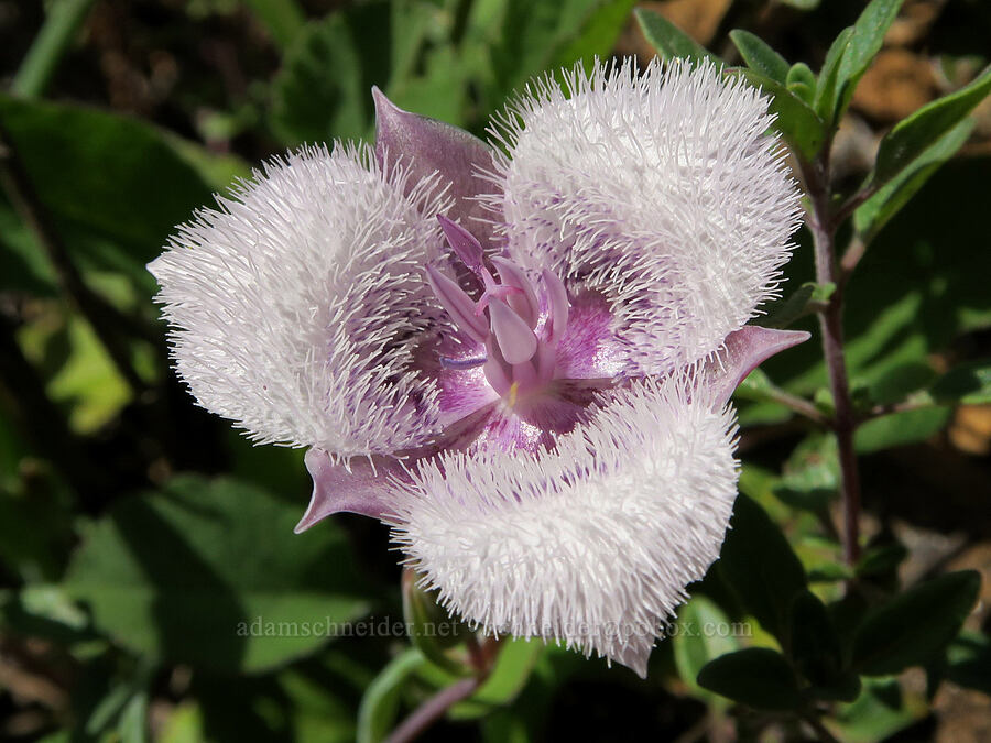 Tolmie's mariposa lily (Calochortus tolmiei) [Illinois River Trail, Rogue River-Siskiyou National Forest, Josephine County, Oregon]
