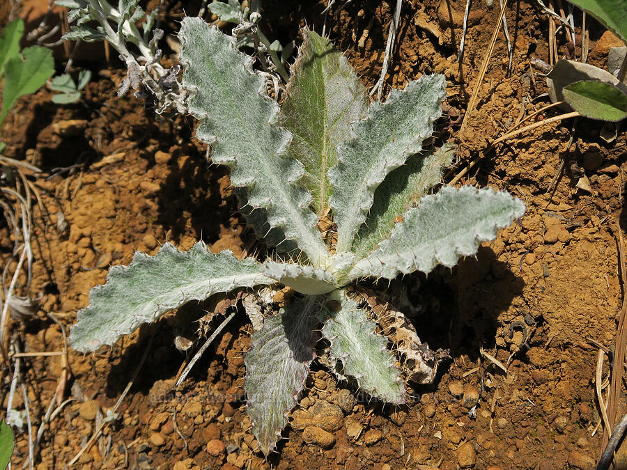 cobwebby thistle leaves (Cirsium occidentale var. candidissimum) [Illinois River Trail, Rogue River-Siskiyou National Forest, Josephine County, Oregon]