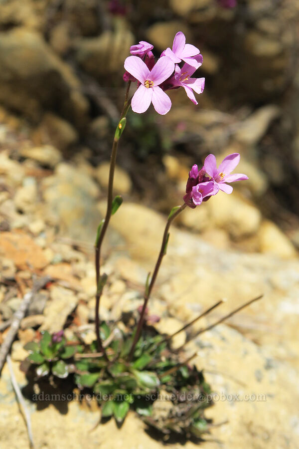 McDonald's rock-cress (?) (Arabis mcdonaldiana) [Illinois River Trail, Rogue River-Siskiyou National Forest, Josephine County, Oregon]