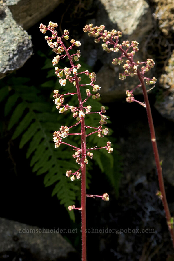 smooth alumroot (Heuchera glabra) [Illinois River Trail, Kalmiopsis Wilderness, Josephine County, Oregon]