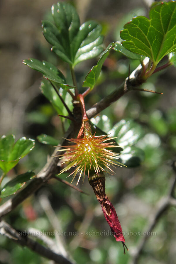 shiny-leaf gooseberry (Ribes roezlii var. cruentum (Grossularia cruenta)) [Illinois River Trail, Kalmiopsis Wilderness, Josephine County, Oregon]