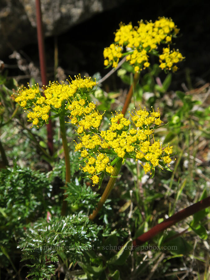 Hall's desert parsley (Lomatium hallii) [Illinois River Trail, Kalmiopsis Wilderness, Josephine County, Oregon]