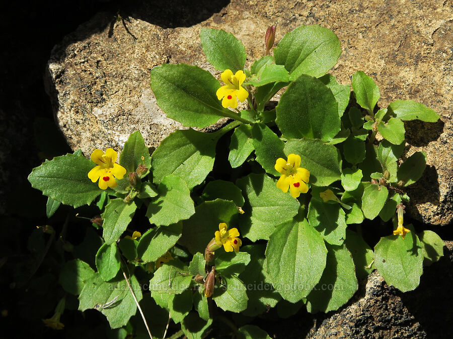 chickweed monkeyflower (Erythranthe alsinoides (Mimulus alsinoides)) [Illinois River Trail, Kalmiopsis Wilderness, Josephine County, Oregon]