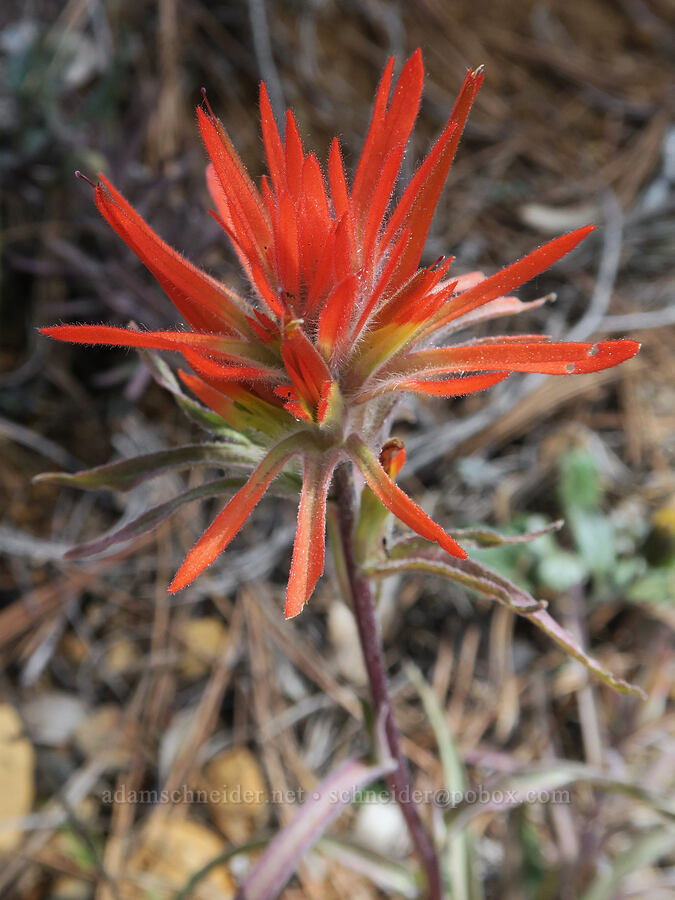 frosted paintbrush (Castilleja pruinosa) [Illinois River Trail, Kalmiopsis Wilderness, Josephine County, Oregon]