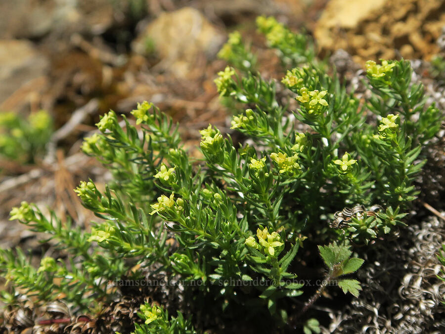 Siskiyou bedstraw (Galium ambiguum var. siskiyouense) [Illinois River Trail, Kalmiopsis Wilderness, Josephine County, Oregon]