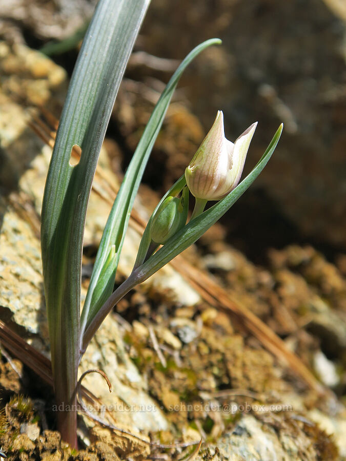 Tolmie's mariposa lily (Calochortus tolmiei) [Illinois River Trail, Kalmiopsis Wilderness, Josephine County, Oregon]