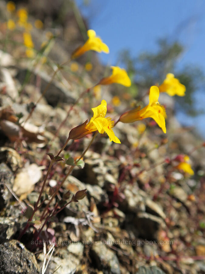 little-leaf monkeyflower (Erythranthe microphylla (Mimulus microphyllus)) [Illinois River Trail, Kalmiopsis Wilderness, Josephine County, Oregon]
