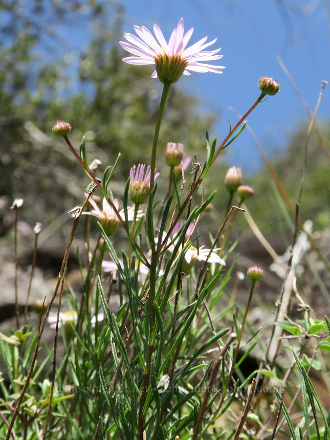 leafy fleabane (Erigeron foliosus var. confinis) [Illinois River Trail, Kalmiopsis Wilderness, Josephine County, Oregon]