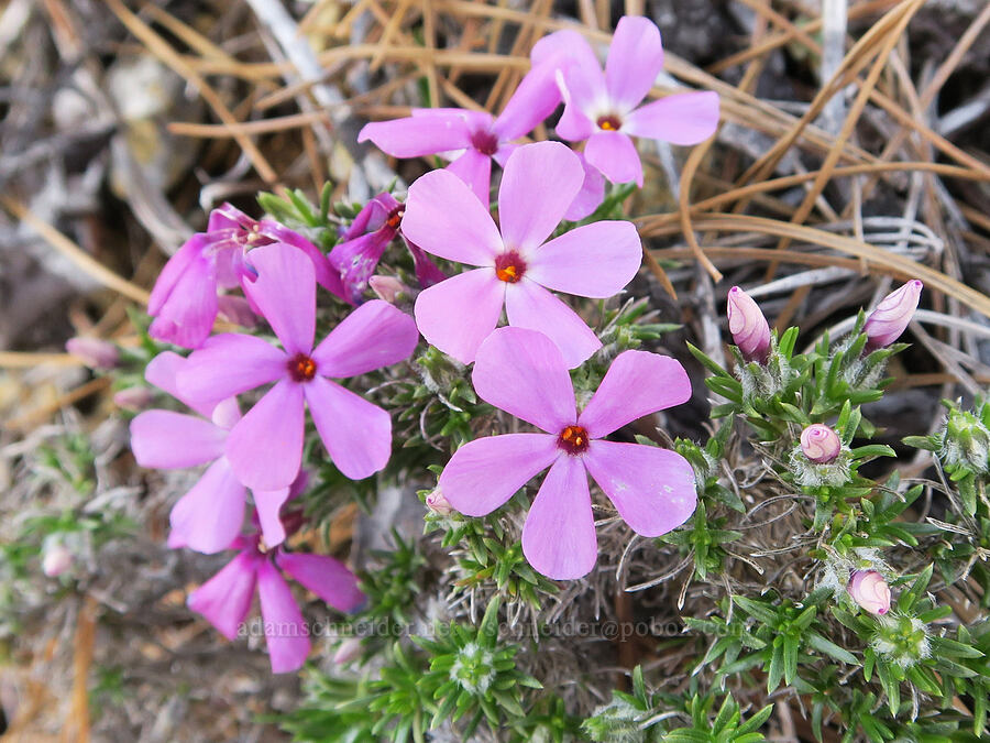 spreading phlox (Phlox diffusa) [Illinois River Trail, Kalmiopsis Wilderness, Josephine County, Oregon]