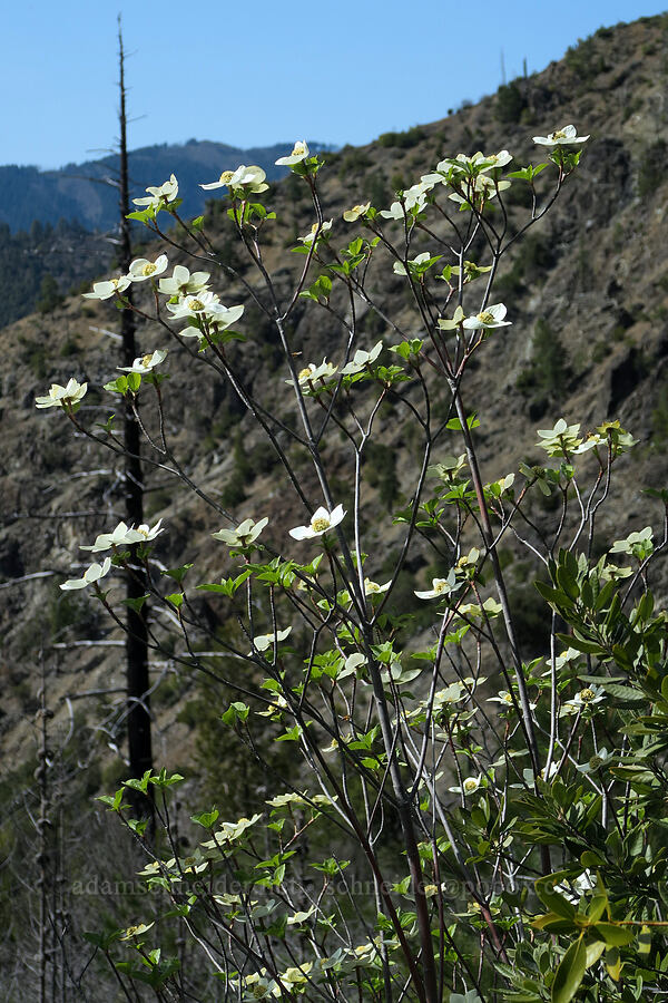 Pacific dogwood (Cornus nuttallii) [Illinois River Trail, Kalmiopsis Wilderness, Josephine County, Oregon]