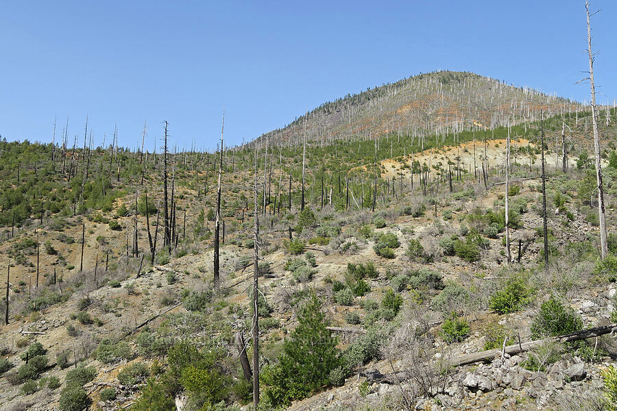 York Butte & Biscuit Fire aftermath [Illinois River Trail, Kalmiopsis Wilderness, Josephine County, Oregon]