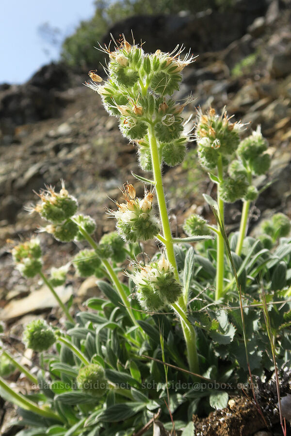 serpentine phacelia (Phacelia corymbosa) [Illinois River Trail, Kalmiopsis Wilderness, Josephine County, Oregon]