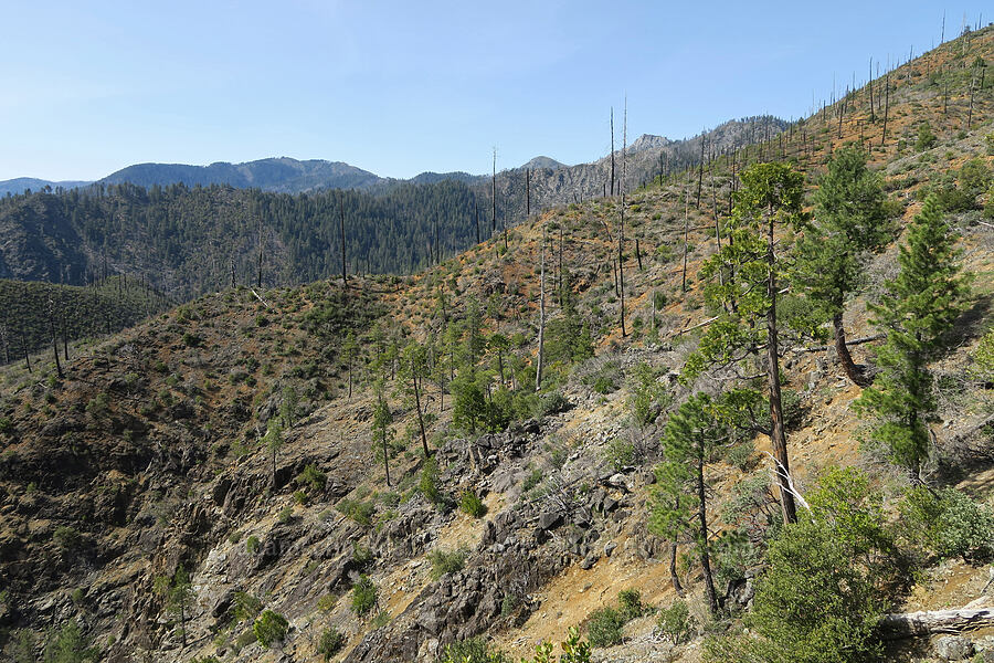 Biscuit Fire aftermath [Illinois River Trail, Kalmiopsis Wilderness, Josephine County, Oregon]