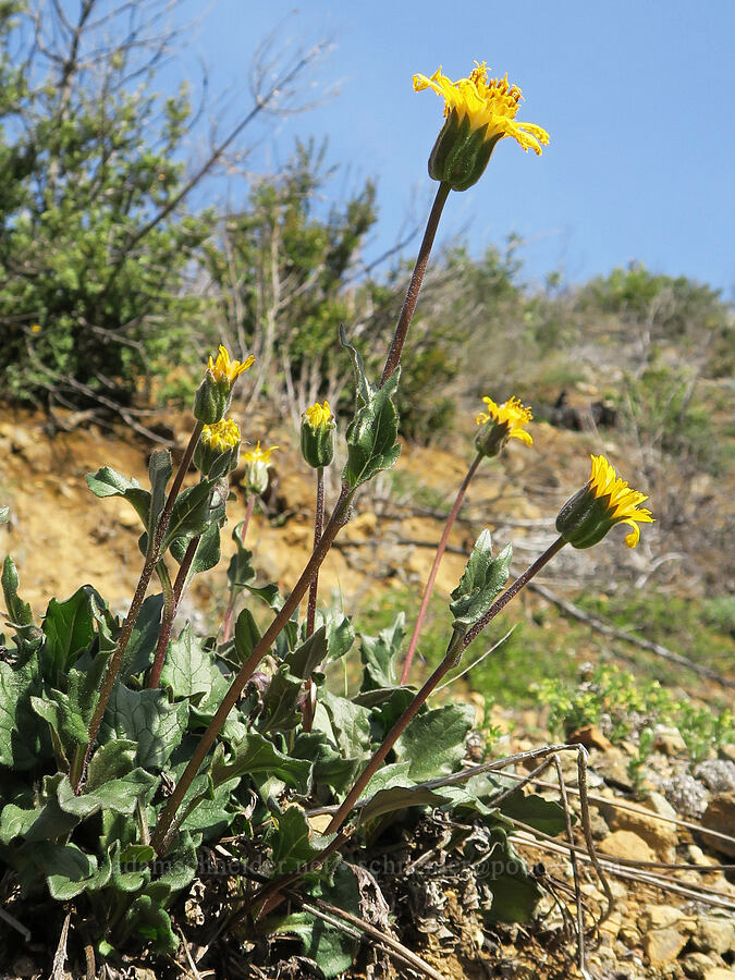 serpentine arnica (Arnica cernua) [Illinois River Trail, Kalmiopsis Wilderness, Josephine County, Oregon]