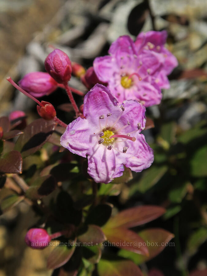 kalmiopsis (Kalmiopsis leachiana) [Illinois River Trail, Kalmiopsis Wilderness, Josephine County, Oregon]