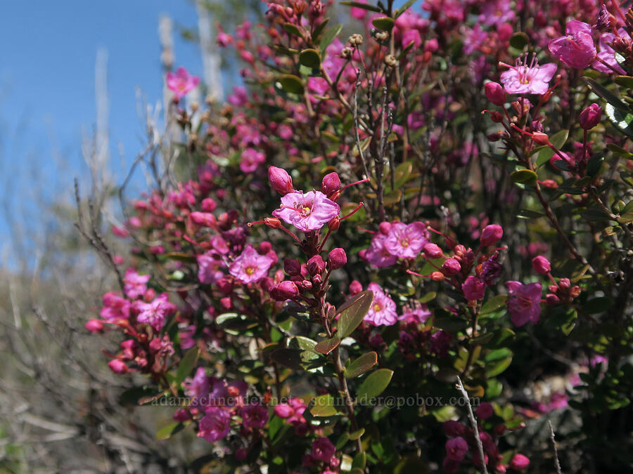kalmiopsis (Kalmiopsis leachiana) [Illinois River Trail, Kalmiopsis Wilderness, Josephine County, Oregon]