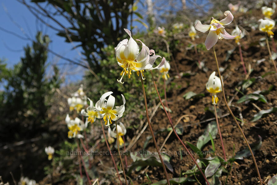 Oregon fawn lilies (Erythronium oregonum) [Illinois River Trail, Kalmiopsis Wilderness, Josephine County, Oregon]