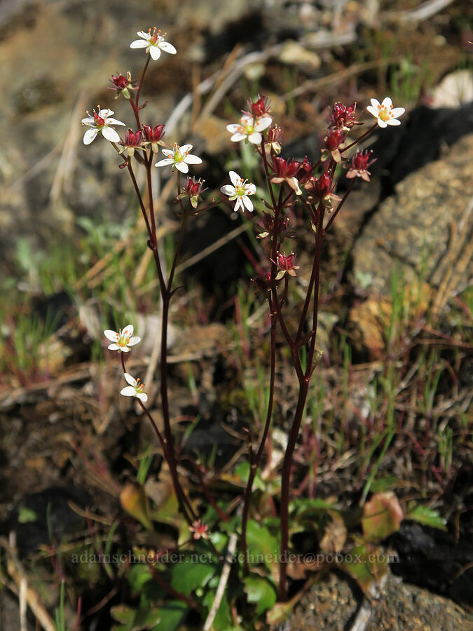 Howell's saxifrage (Micranthes howellii (Saxifraga howellii)) [Illinois River Trail, Kalmiopsis Wilderness, Josephine County, Oregon]