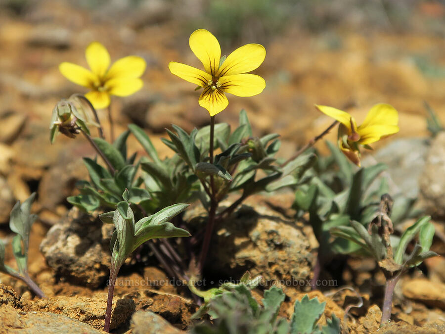 pine violets (Viola lobata ssp. lobata) [Illinois River Trail, Kalmiopsis Wilderness, Josephine County, Oregon]