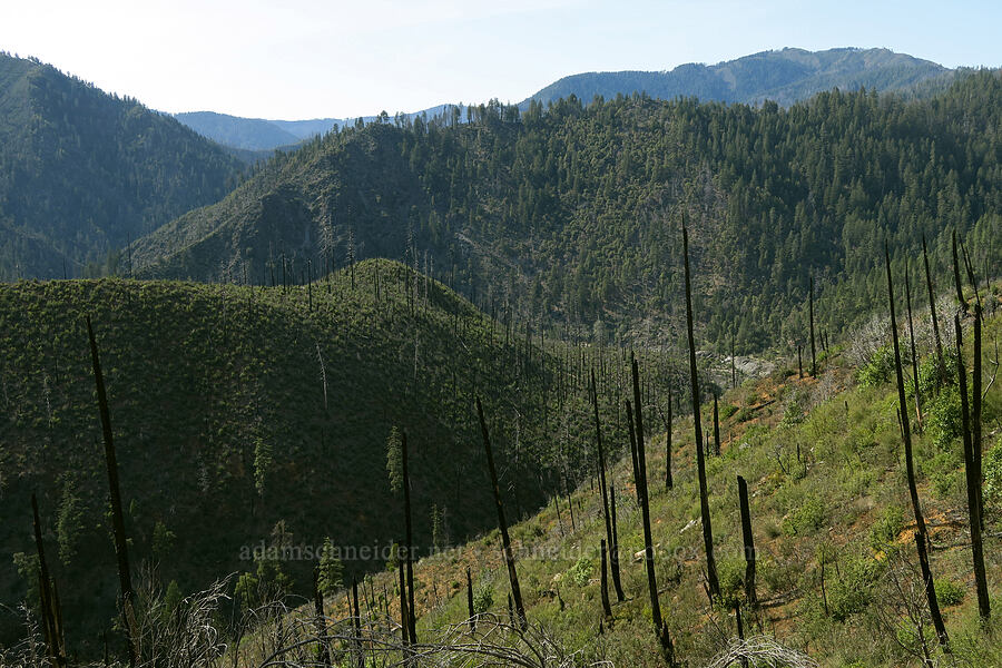 a few un-burned trees [Illinois River Trail, Kalmiopsis Wilderness, Josephine County, Oregon]