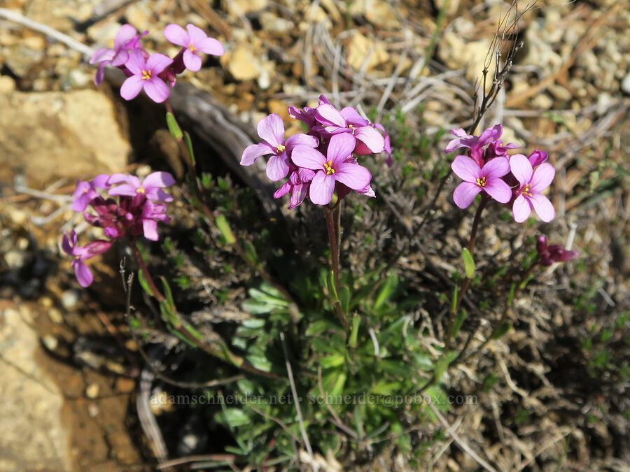 Waldo rock-cress (Arabis aculeolata) [Illinois River Trail, Kalmiopsis Wilderness, Josephine County, Oregon]