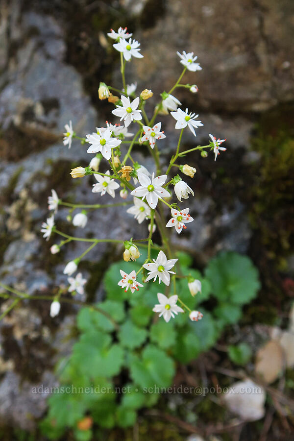 Mertens' saxifrage (Saxifraga mertensiana) [Illinois River Trail, Rogue River-Siskiyou National Forest, Josephine County, Oregon]