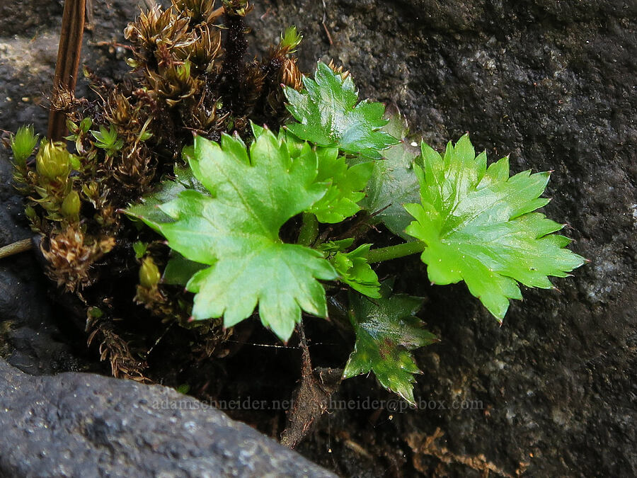coastal brook-foam leaves (Boykinia occidentalis) [Illinois River Trail, Rogue River-Siskiyou National Forest, Josephine County, Oregon]