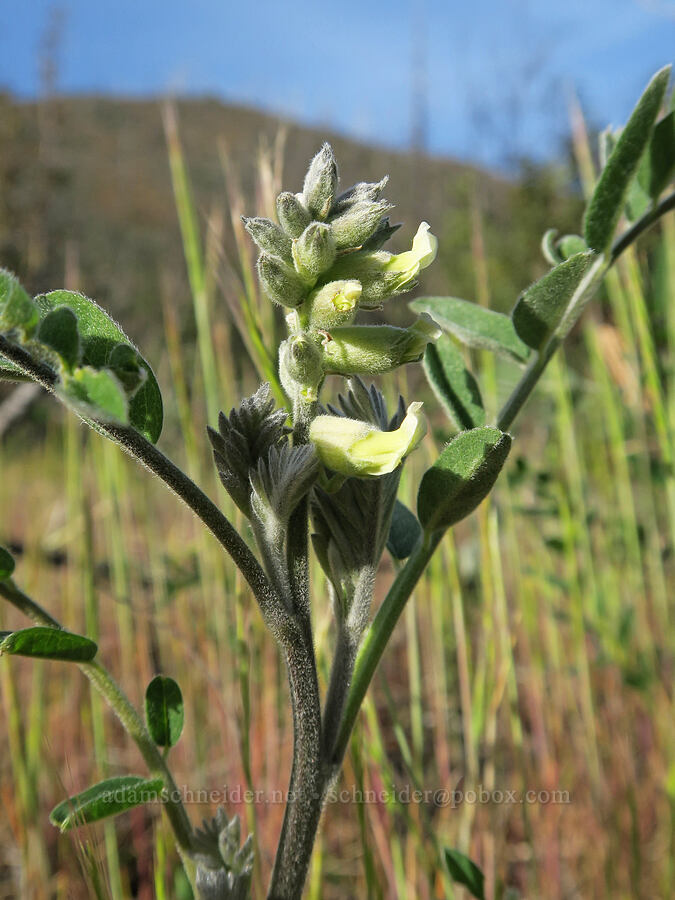 western necklace-pod (Sophora leachiana) [Illinois River Trail, Rogue River-Siskiyou National Forest, Josephine County, Oregon]