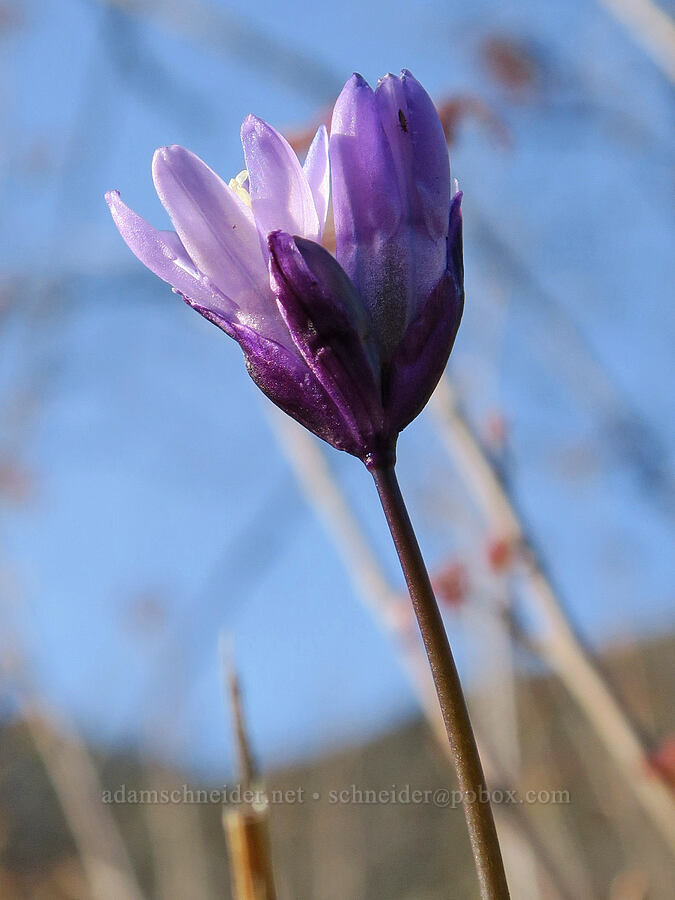 blue dicks (Dipterostemon capitatus (Dichelostemma capitatum)) [Illinois River Trail, Rogue River-Siskiyou National Forest, Josephine County, Oregon]