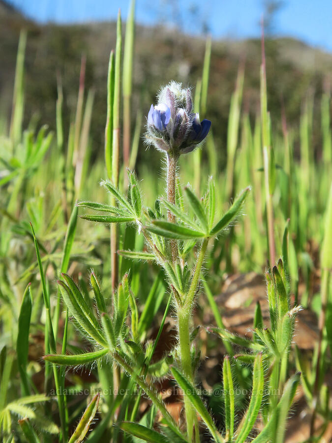miniature lupine (Lupinus bicolor (Lupinus micranthus var. bicolor)) [Illinois River Trail, Rogue River-Siskiyou National Forest, Josephine County, Oregon]