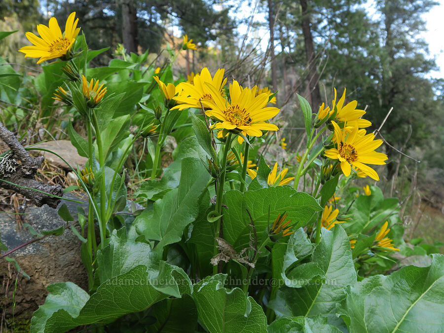 deltoid balsamroot (Balsamorhiza deltoidea) [Illinois River Road, Rogue River-Siskiyou National Forest, Josephine County, Oregon]