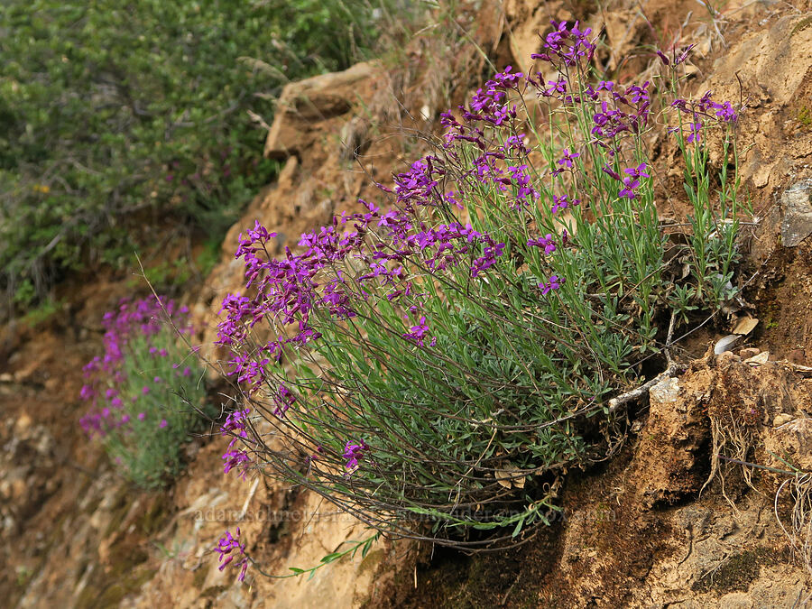 Koehler's rock-cress (Boechera koehleri (Arabis koehleri)) [Illinois River Road, Rogue River-Siskiyou National Forest, Josephine County, Oregon]