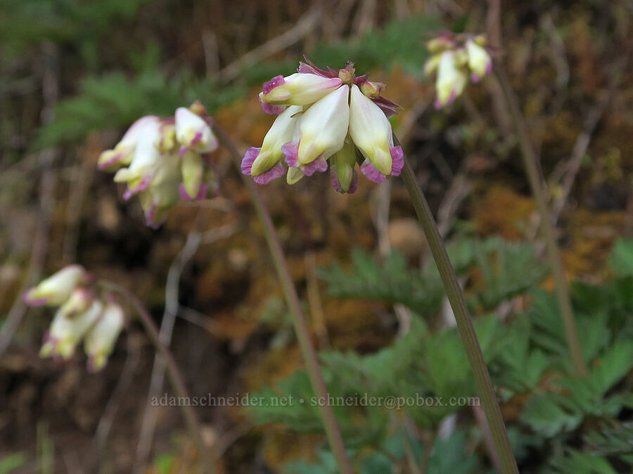 white bleeding hearts (Dicentra formosa ssp. oregana (Dicentra oregana)) [Illinois River Road, Rogue River-Siskiyou National Forest, Josephine County, Oregon]