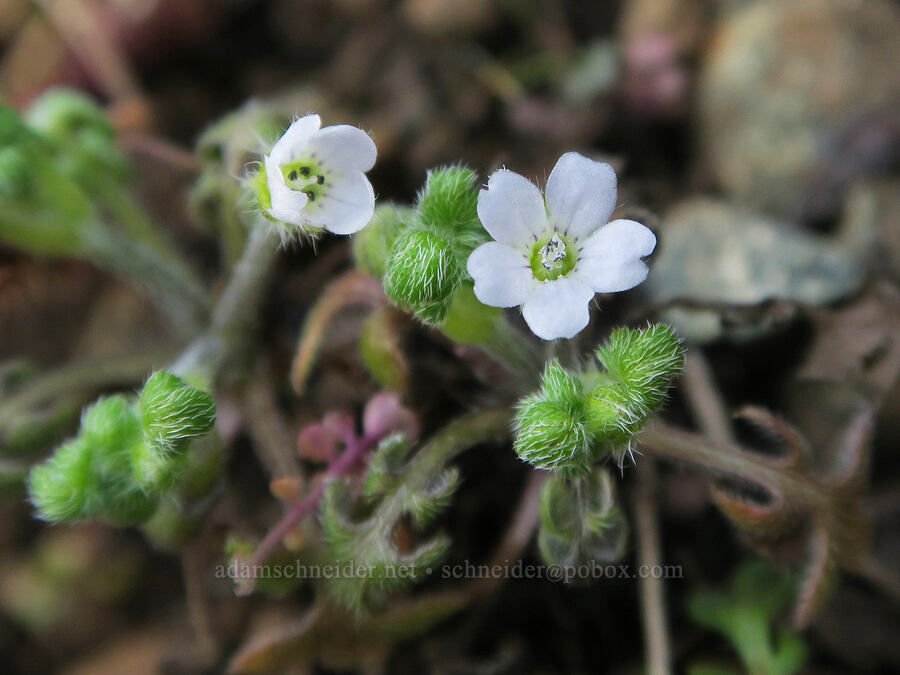 small-flowered baby-blue-eyes (Nemophila parviflora) [Illinois River Road, Rogue River-Siskiyou National Forest, Josephine County, Oregon]