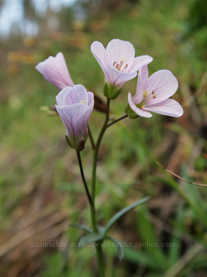 oaks toothwort (Cardamine nuttallii) [Illinois River Road, Rogue River-Siskiyou National Forest, Josephine County, Oregon]